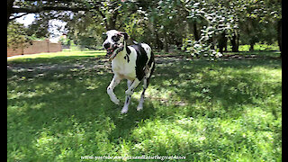 Funny Great Dane Loves To Run Stick Zoomies