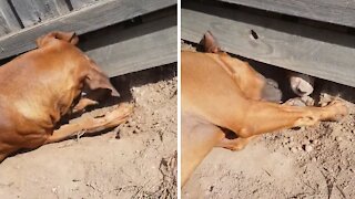 Neighbor dogs dig hole under fence to play with each other