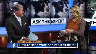How to stop your dog from barking
