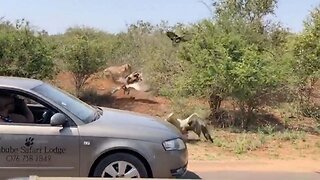 Blink And You’ll Miss It! Crafty Lioness Steals Antelope Carcass From Scavenging Vultures