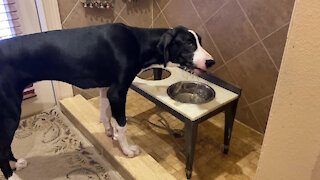 Splashing Great Dane Puppy Shows Why She Drinks In The Shower