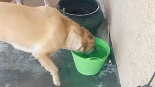 What this dog does with water is totally bizarre!