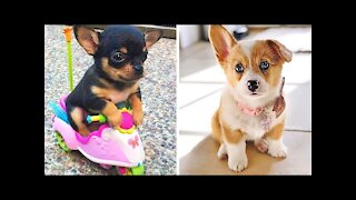Cute and Smart Dogs Compilation 🥰
