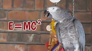 Einstein the talking parrot talks about the Theory of Relativity