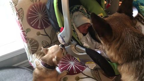 Dogs Meet Newborn Baby For The First Time