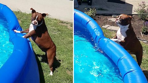Boston Terrier is absolutely ecstatic for pool time