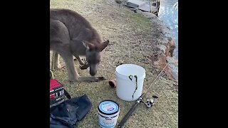 Peaceful fishing trip completely interrupted by prying kangaroo