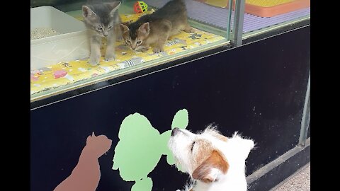 Jack Russell sad to see kittens on display in store window