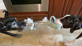 Great Danes shocked after stuffed animal explodes