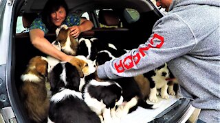 Puppies entirely fill the back of a car after their first veterinary checkup