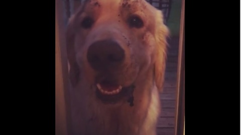 What happens when you leave a Golden Retriever unsupervised?