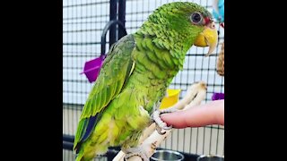 Parrot knows how to fist-bump and hold hands