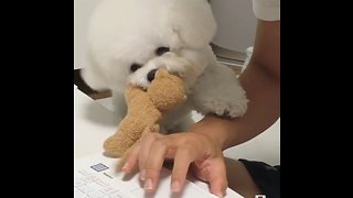 Poodle desperately wants owner to play with him
