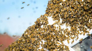 How to Survive a Bee-Swarm Attack