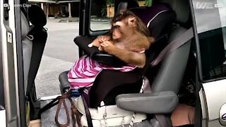 Macaco forma bela amizade com um gatinho