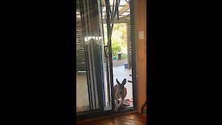 Kangaroo breaks into house and steals an apple