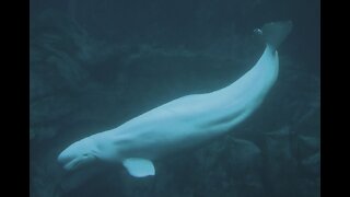 Kayaker has best reaction ever to seeing beluga whale in the wild