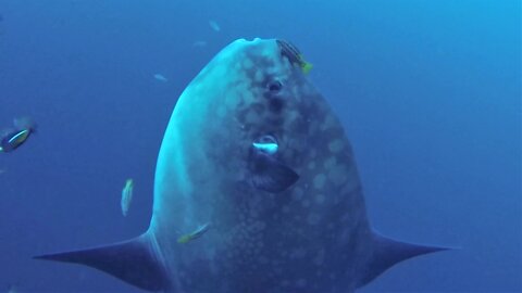 Scientists document giant Mola Mola at deep ocean cleaning station