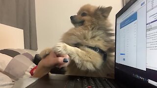 Needy Pomeranian makes it very hard for owner to work from home