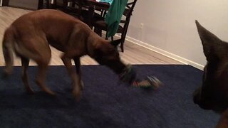 Belgian Malinois can't stop spinning in circles