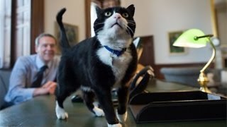 Cats Of The British Government