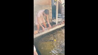 Woman catches a fish with her bare hands!.mp4