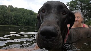 Fearful Great Dane puppy has adorable first swimming lesson