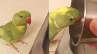 Silly parrot loves to distract owner by playing adorable games