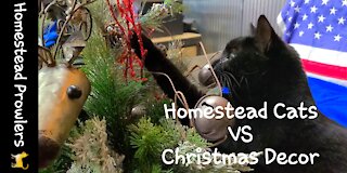 Homestead Cats Christmas Experience