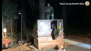 Police officer rescues bear trapped in dumpster