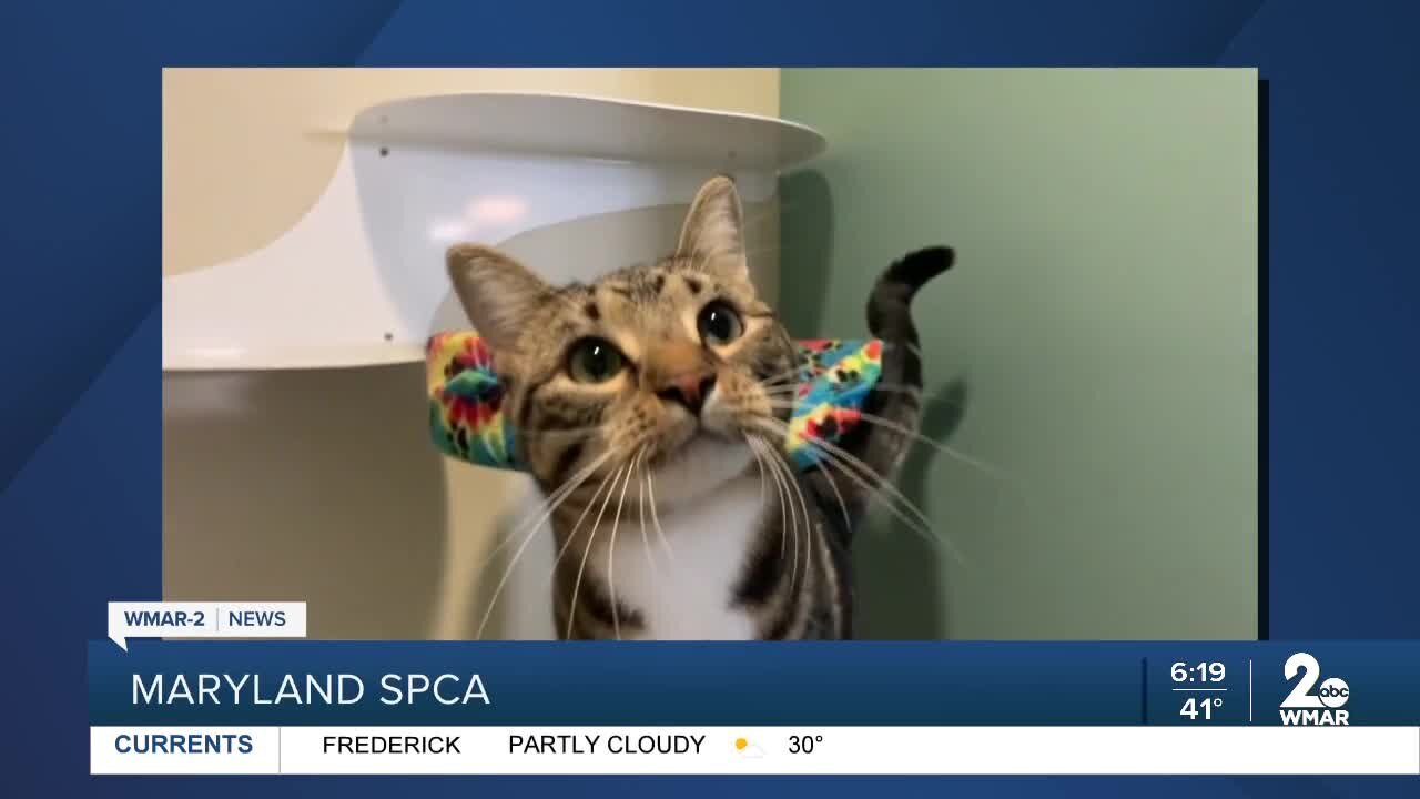 Ricky the cat is up for adoption at the Maryland SPCA