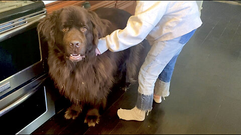 Brushing A Huge Newfie And Cute Cavalier