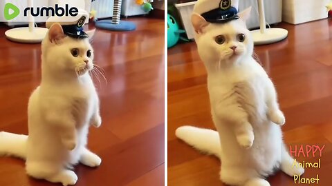 Funny and Cute Cat | This Cat is Pilot 😍