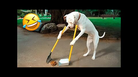 Top cute and Funny animals😍/Minute to laugh😛😆😂😂😂/Hillarious and funny animals/Dont laugh challenge🤩