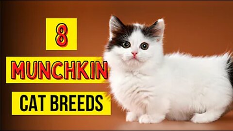 8 Munchkin Cat Breeds (With Pictures) - Catster