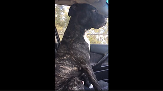 Squealing Pup Can't Contain Its Excitement For A Dog Park