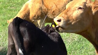 Loving mother cow showers her newborn baby with kisses