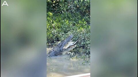 Six Meter Crocodile Caught Devouring Juvenile Crocodile In Australian Water