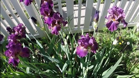 Iris Care & Planting