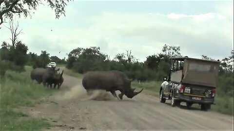 Angry Rhino Bull Suddenly Charges Towards Safari Vehicle