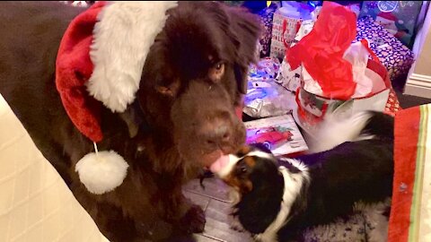 Cavalier helps Newfie take off unwanted Christmas hat
