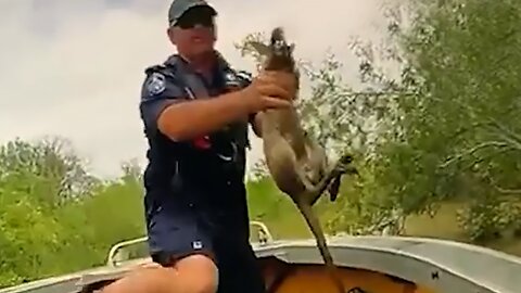 Police rescue baby kangaroo from crocodile-infested floodwaters
