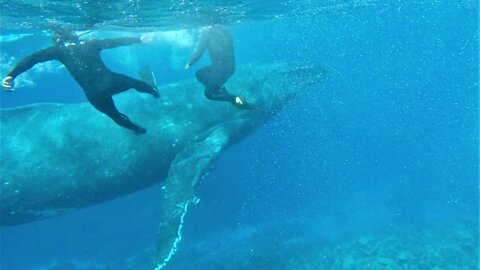 Humpback whale pod nearly collides with swimmers in Tonga
