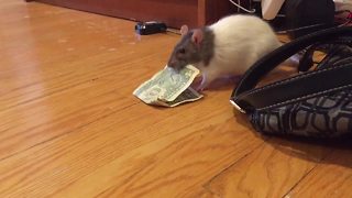 Money-hungry rat steals dollar bill from purse