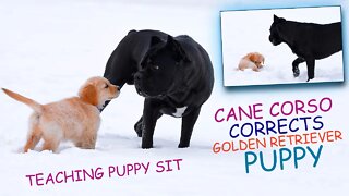 Cane Corso Corrects Golden Retriever Puppy - Teaching Sit