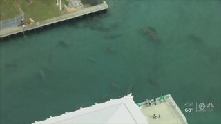 Crews search for distressed manatee in West Palm Beach