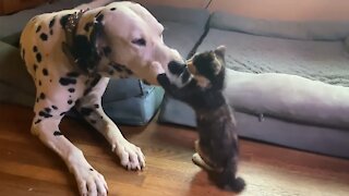 Rambunctious kitten plays with gentle Dalmatian friend