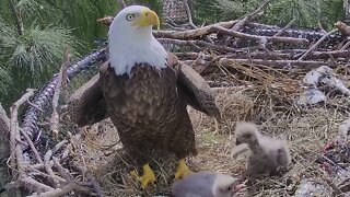 Zoo Miami Welcomes Two Bald Eaglets To New Nest