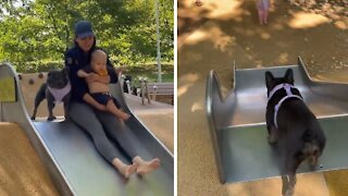 Adorable Frenchie Enjoys Going Down Slide Over And Over