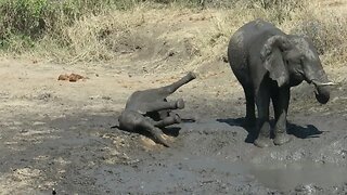Baby elephant struggles to get back onto its feet